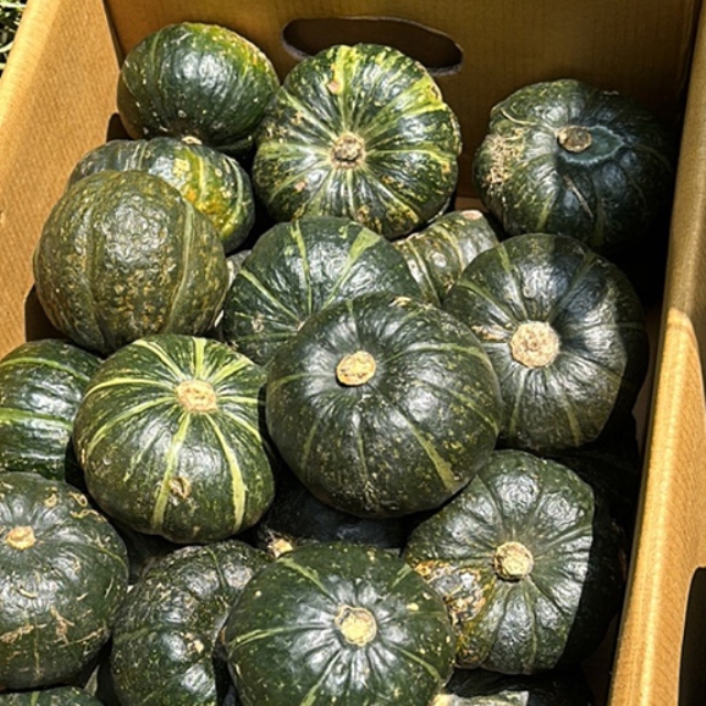 청정 제주 미니 밤호박 3kg 특가!!